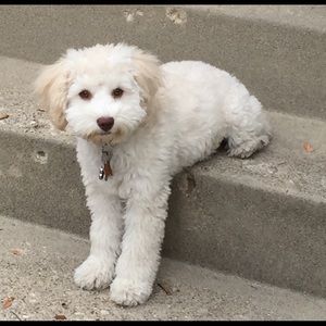 Meet your Posher, Samantha